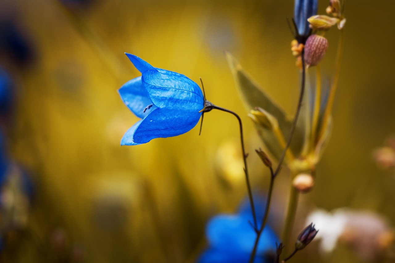 The Best Flowering Plants for Hanging Baskets